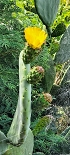 Plants: image 67 Of 208 Thumb
